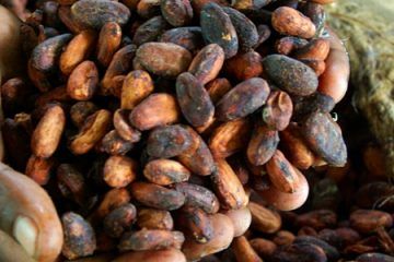 investimento cacao